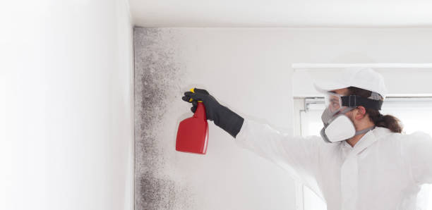 Best Commercial Mold Removal  in Watergate, FL