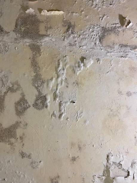 Best Mold Damage Repair  in Watergate, FL