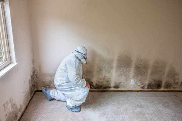 Best Toxic Mold Removal  in Watergate, FL