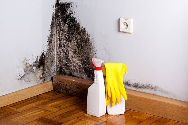 Best Local Mold Removal Service  in Watergate, FL