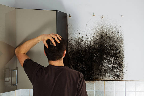 Best Fast Mold Removal  in Watergate, FL